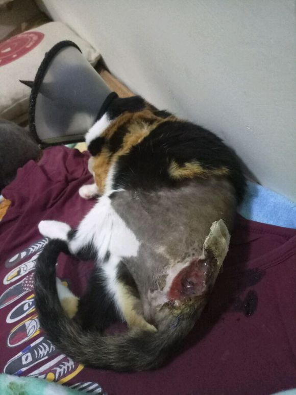 猫咪摔下七楼一瘸一拐状态很好,猫咪不慎从高楼坠落