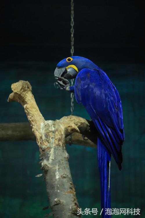 佳能6dmark2是哪个级别的,佳能6d高感能到多少