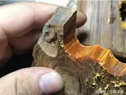 崖柏黑油料是怎么形成的,崖柏红油料好还是黑油好