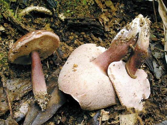 云南旅游一定要买玉吗,去云南旅游要不要买玉镯子