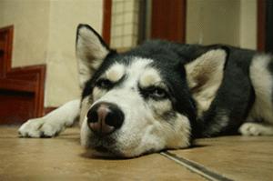 为什么可以养大狗不能养大猫,如何养好一只大狗