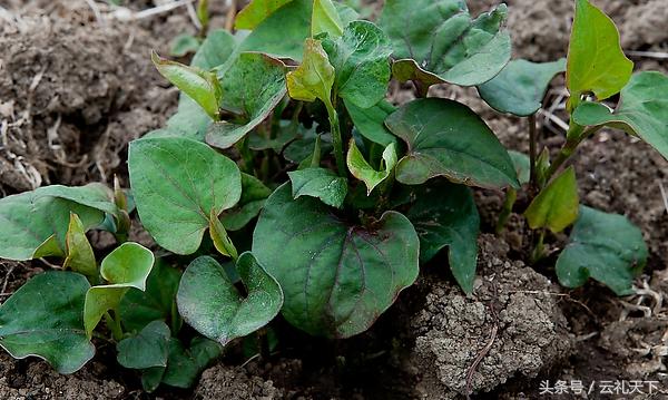 大地给予我们的馈赠,大地馈赠了野菜