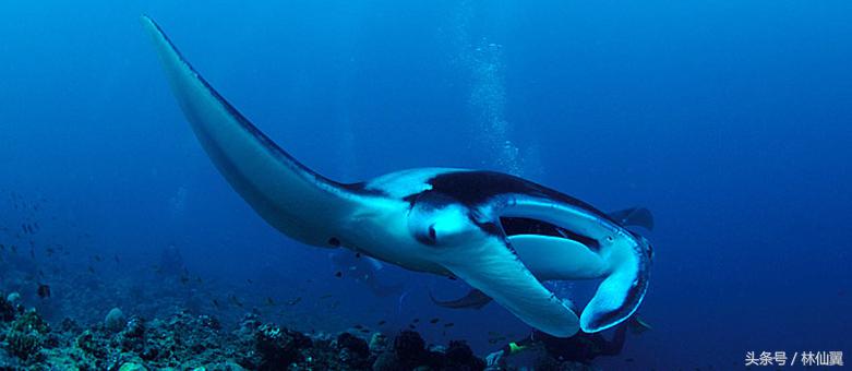 马尔代夫莉莉岛别墅,马尔代夫莉莉岛位置