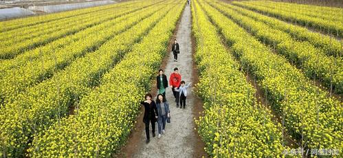 踏青赏花去哪里花海运城等着你