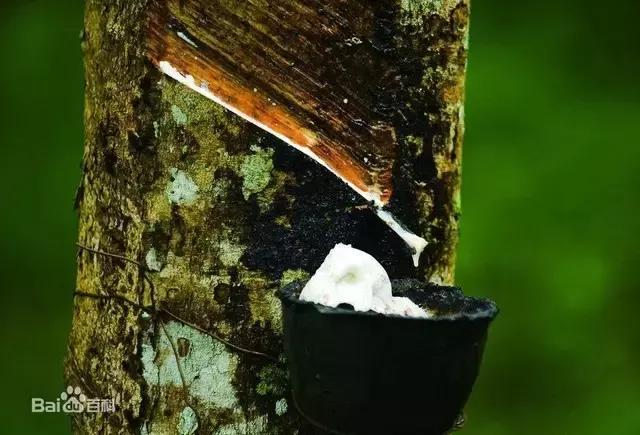 所有老司机都应该感谢这棵树，是它才成就了汽车行业