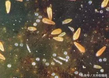 柑橘锈壁虱爆发期来临,柑橘锈皮虱什么时候防治