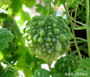 癞葡萄的种植方法和时间,癞葡萄怎么种植