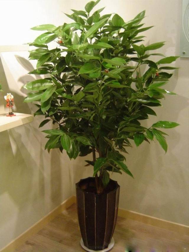 为什么我老是把花养死了,花养死了要丢掉吗