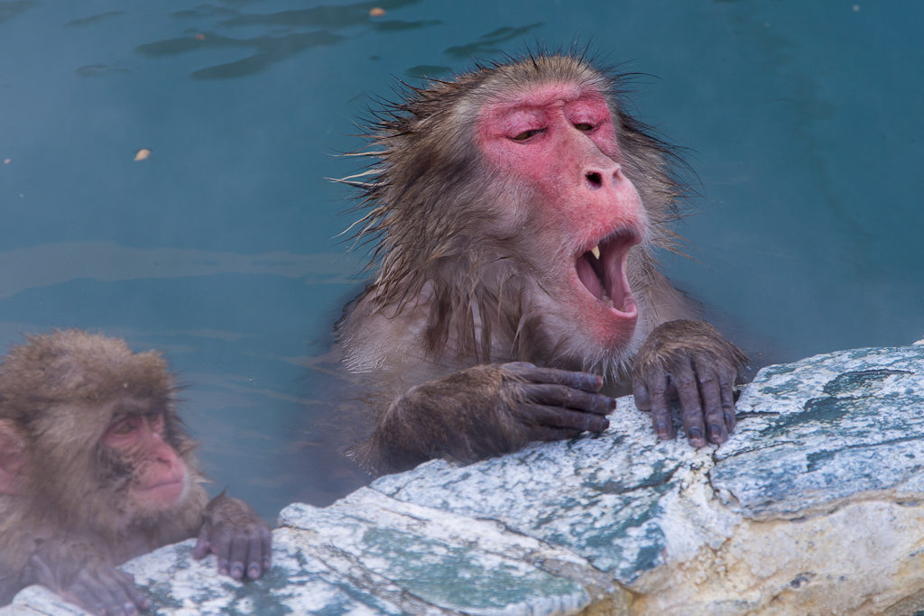 日本喜欢泡温泉的动物,日本爱泡温泉的狗子