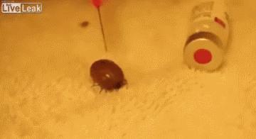 蜱虫在身上用什么办法让它出来,把双氧水注入吸满血的蜱虫体内