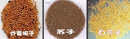 春天减肥——认识肥胖