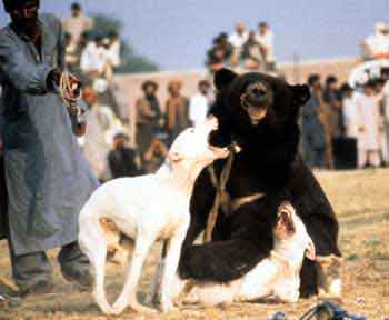 巴基斯坦库达犬帅气视频,世界十大不温顺狗