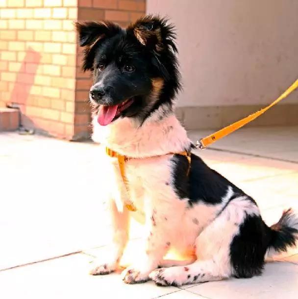 2022上海宠物领养中心官网,上海宠物领养日申请领养概率