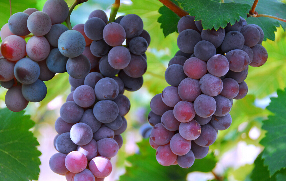 怀孕不想吃饭没胃口恶心,怀孕不想吃饭是女孩吧