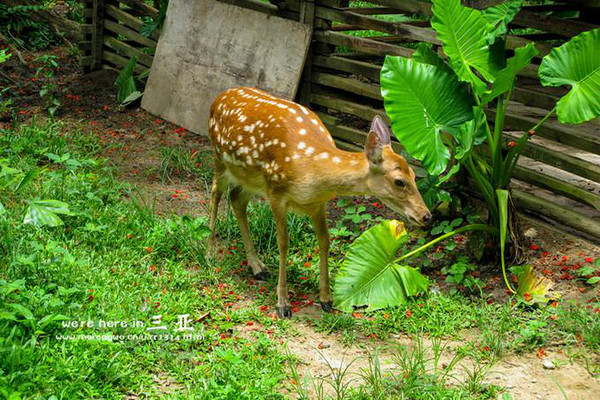 三亚五天四晚旅行团爱上海岛,三亚3天两晚够不够