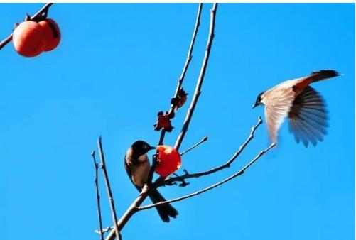 赠人玫瑰手留余香,赠人玫瑰手留余香图片