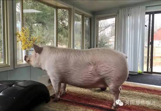 小猪1200买不买？一家*猪种**场被除名！315曝光了啥？