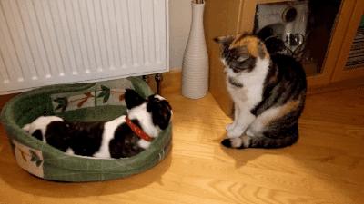 法斗配法斗生出来的狗不像法斗,法斗又怂又犟