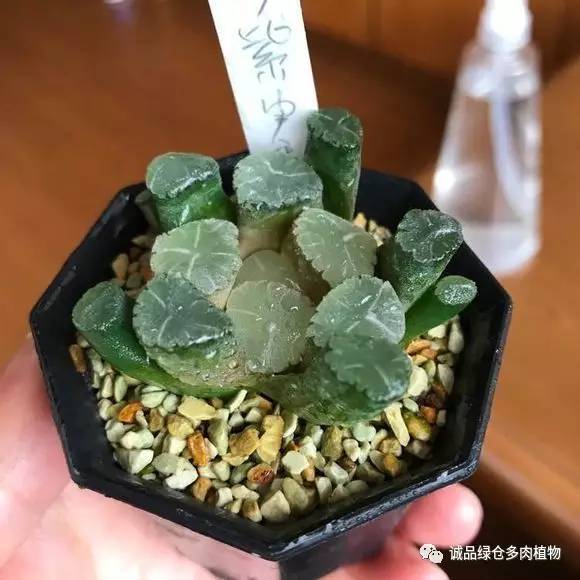 日本第二届多肉特卖会