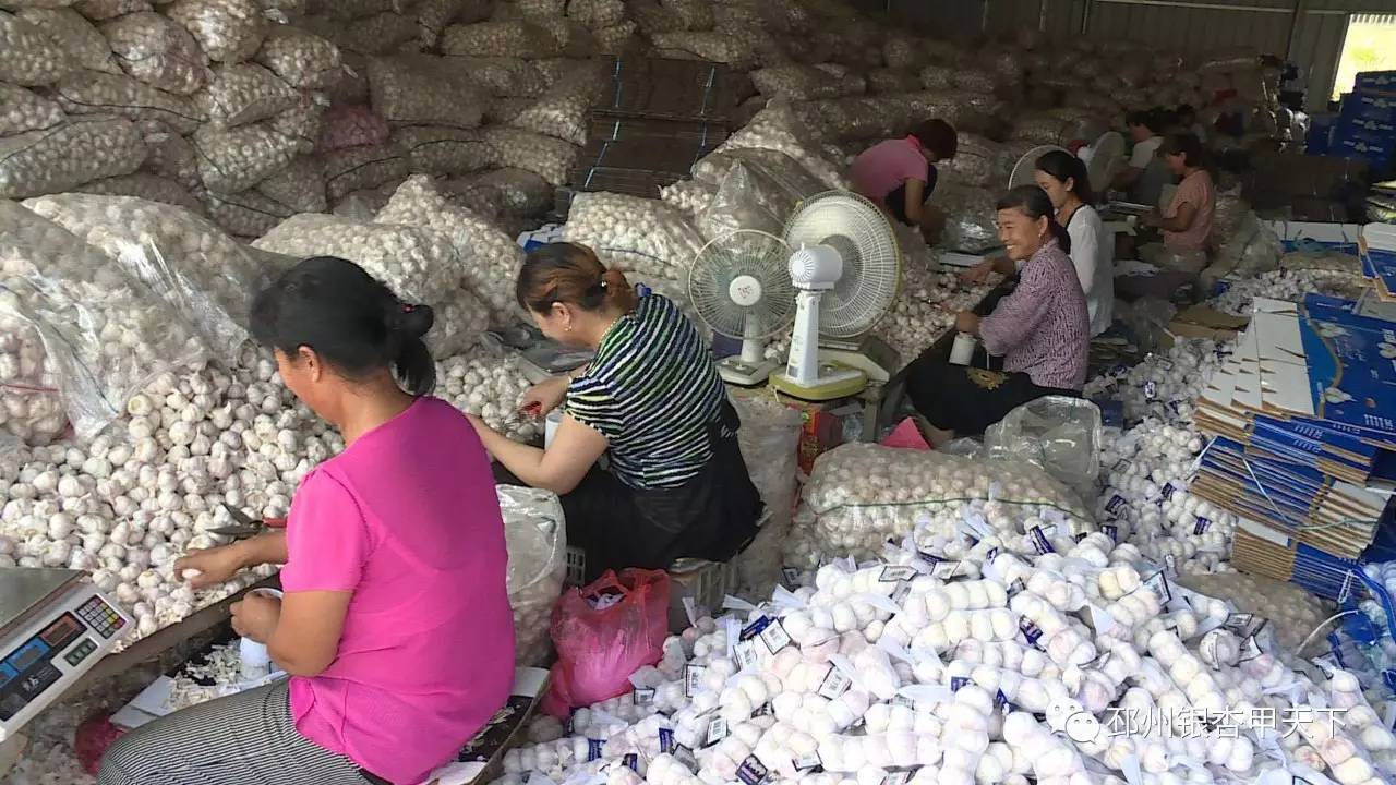 邳州的“一头蒜”到底有多牛，看完这篇微信你就知道了！