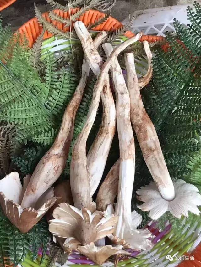 请不要对着手机流口水\^O^/宾川鸡足山正疯长的野生菌