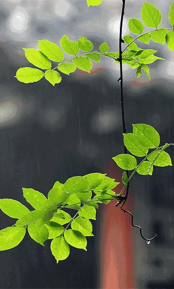 大暑时节上蒸下煮,小暑大暑上蒸下煮二十四节气