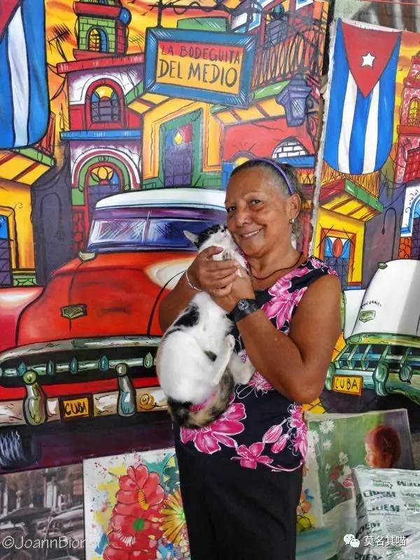 哈瓦那棕猫幼猫,哈瓦那棕猫贵吗值得养吗