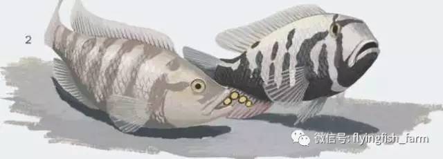 什么叫口孵,口字偏旁的秘密