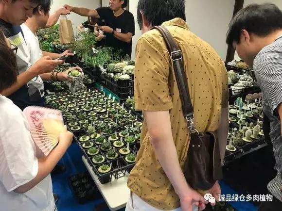 日本特价展会,日本多肉植物博览会
