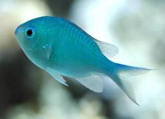 炮弹鱼追人咬,炮弹鱼钓石斑