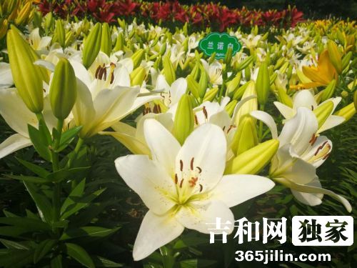 长春公园百合花,长春公园芍药花盛放