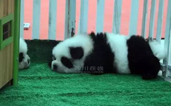 不能笑！因为国宝看了这条新闻能气死