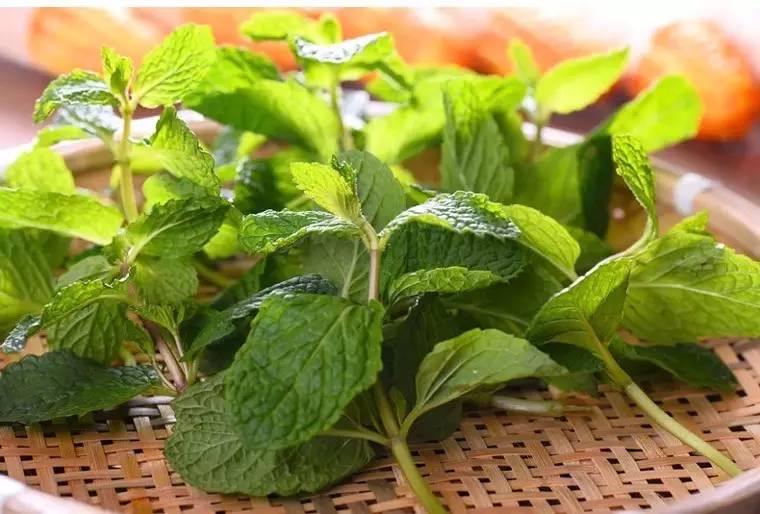 怎么配解暑茶,解暑茶怎么熬