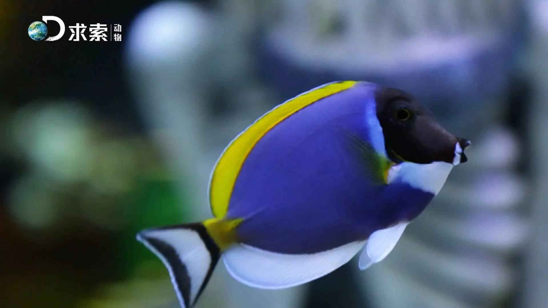 水族类多层鱼缸 (精美鱼缸水族箱)