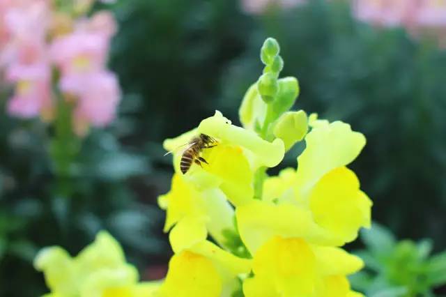 顺时而食节气美食推荐惊蛰篇,今日惊蛰食谱大全