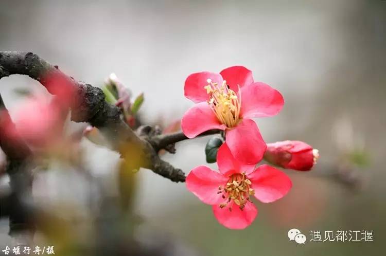 都江堰美景快乐之旅,都江堰特色旅游线路推荐