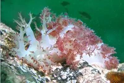 海兔教程,海兔生物图鉴