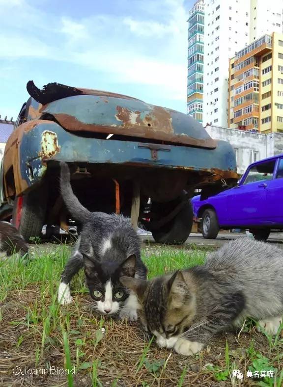 什么是古巴猫,哈瓦那棕猫的寿命