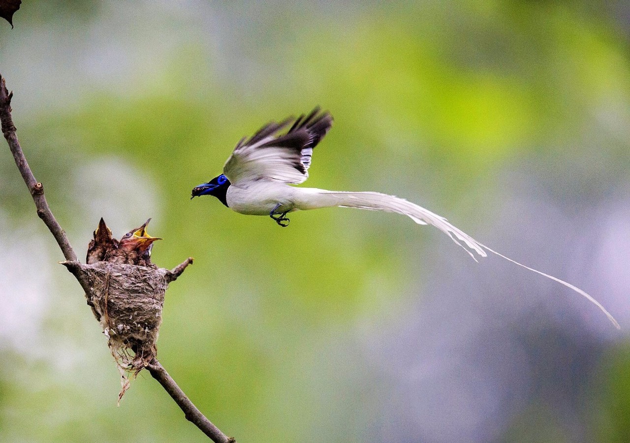 奶水是血造的吗,奶水是女人的骨髓吗