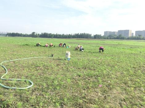 双流赏花一日游最佳景点,双流周边游玩看花海