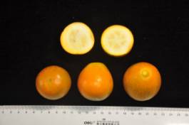 柑橘新品种选育及发展概况,带你认识柑橘新优品种