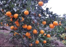 柑橘新品种选育及发展概况,带你认识柑橘新优品种