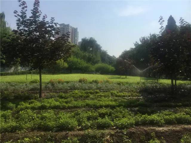 关于园区灭虫通知,昌平灭虫