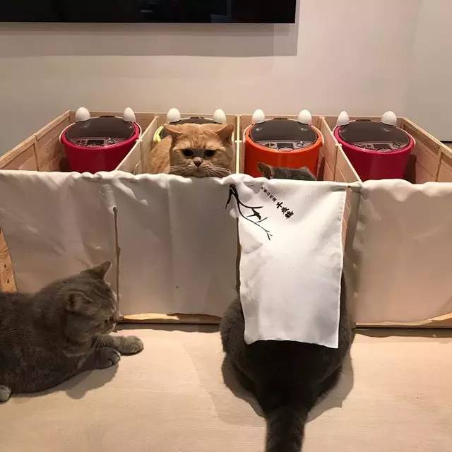 铲屎官给猫做猪饲料,铲屎官帮助猫