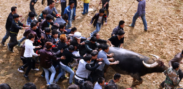 苗寨斗牛风俗视频,苗寨斗牛活动