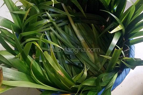 在家自做豆豉方法教程,怎样在家自制豆豉