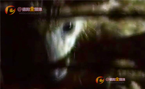 志愿者高速拦车救狗,德阳救助人员