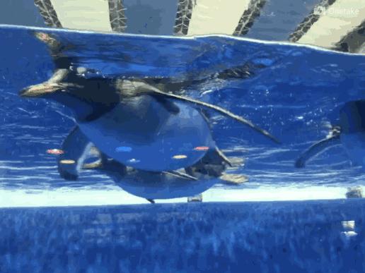 小孩去极地馆要钱吗,孩子第一次去极地馆