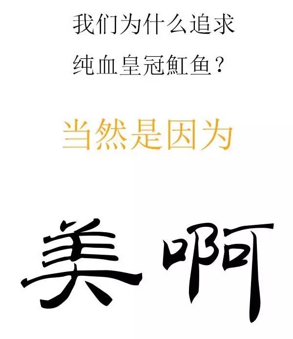皇冠魟鱼一定蕾丝边吗,皇冠魟鱼繁殖难吗