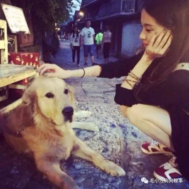 狗子好不容易和金毛女神独处，动情关键时刻竟然尿了！现场日狗真是……